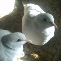Photo #209207 de Coco