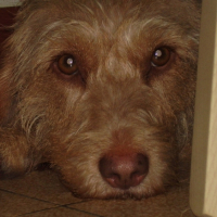 Photo #209264 de Vanille