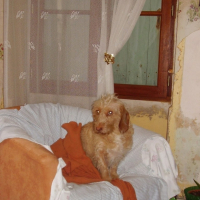 Photo #209266 de Vanille