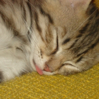 Photo #209278 de Astuce