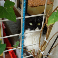 Photo #209284 de Cyrano