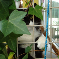 Photo #209285 de Cyrano