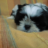 Photo #209304 de Emma lou