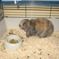 Photo #209308 de Pinpin
