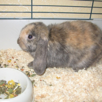 Photo #209310 de Pinpin