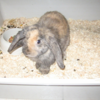Photo #209311 de Pinpin