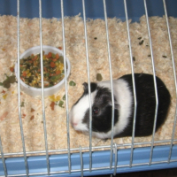 Photo #209312 de Kya