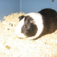 Photo #209313 de Kya