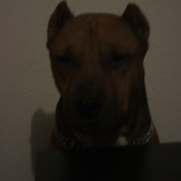 Photo #209333 de Sony