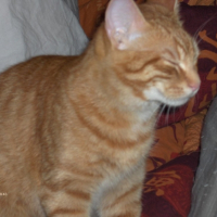 Photo #209334 de Peanut's
