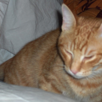 Photo #209336 de Peanut's