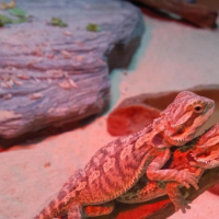 Photo #209378 de Ubus