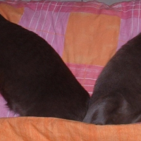 Photo #209392 de Opium