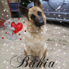 bibi