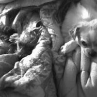 Photo #209441 de Enzo