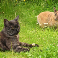 Photo #209442 de Cosette
