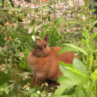 Photo #209443 de Cosette