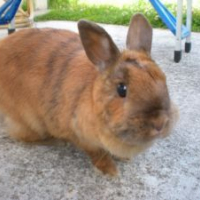 Photo #209445 de Cosette