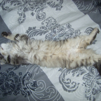 Photo #209509 de Simba