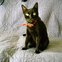Photo #209565 de Baguera