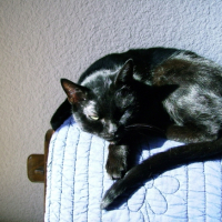 Photo #209567 de Baguera