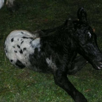 Photo #209580 de Ukyis