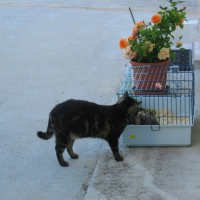 Photo #209637 de Croquette