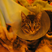 Photo #209638 de Croquette