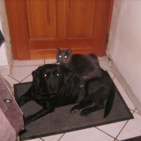 Photo #209642 de Wisky