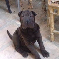 Photo #209652 de Maé saï