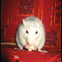 Photo #209672 de Takumi