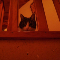 Photo #209718 de Chipie