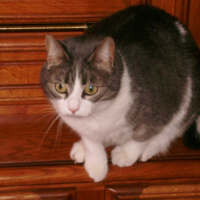 Photo #209769 de Chipie