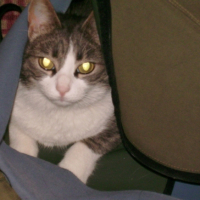 Photo #209772 de Chipie