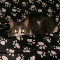 Photo #209777 de Chipie