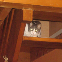 Photo #209781 de Chipie