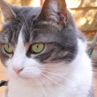 Photo #209792 de Chipie