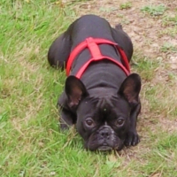 Photo #209793 de Droopy
