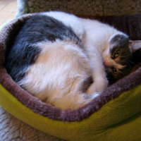 Photo #209799 de Chipie