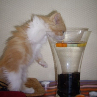 Photo #209873 de Cacahuète