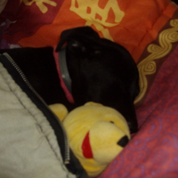 Photo #209932 de Lola