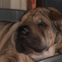 Photo #209955 de Chana