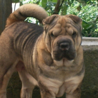 Photo #209959 de Chana