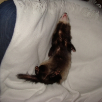 Photo #209979 de Filou