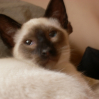 Photo #209980 de Berlioz