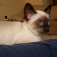 Photo #209981 de Berlioz