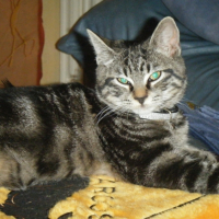 Photo #210019 de Taz