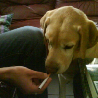 Photo #210023 de Toby