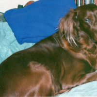 Photo #210159 de Snoopy