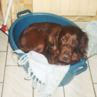 Photo #210171 de Snoopy